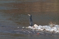 Grand Cormoran-01